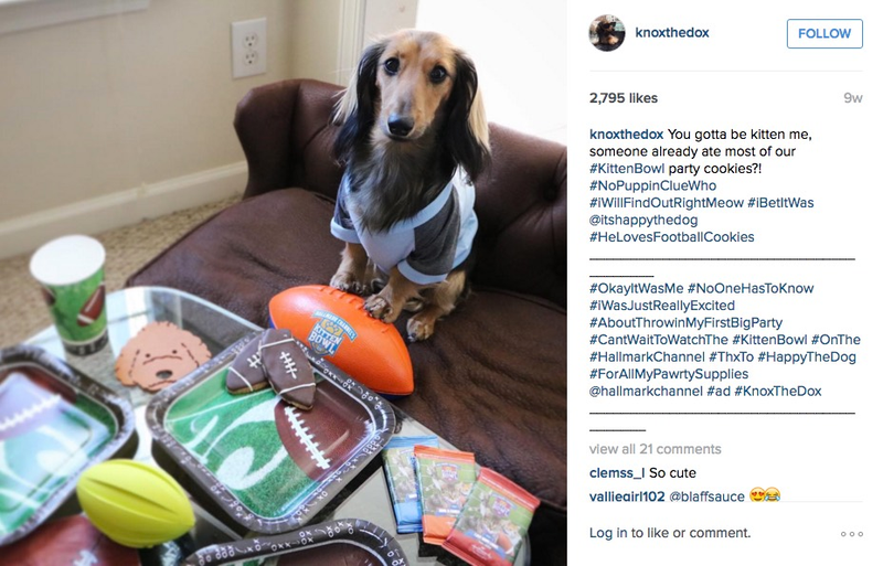 Illustration for article titled Dog Talent Agency Helps 'Dogfluencers' Advertise Products On Instagram